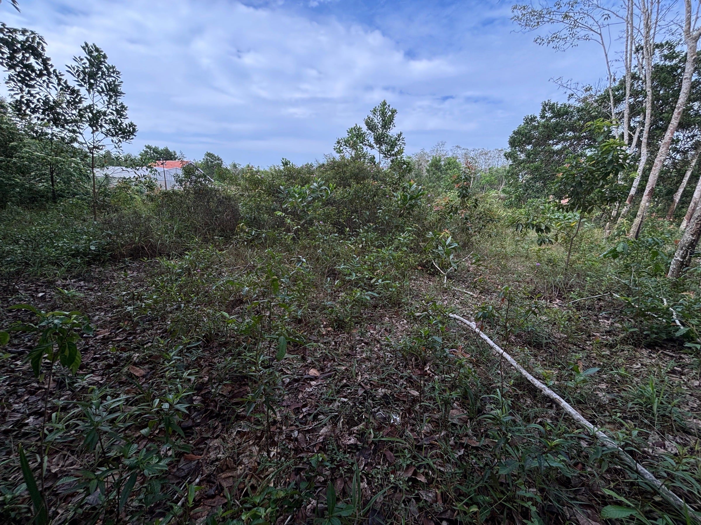 Cambai, Kota Prabumulih, Sumatera Selatan, Indonesia