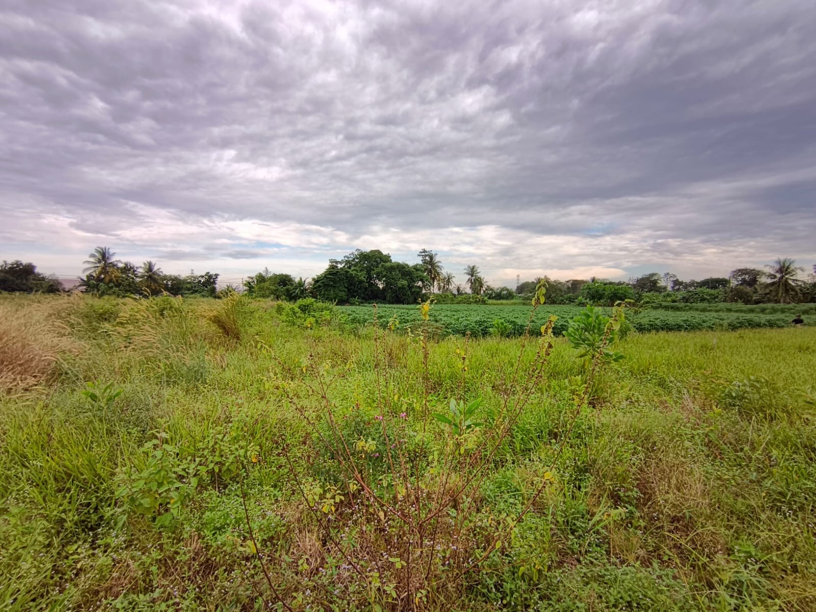 Jalan Lintas Timur Palembang-Prabumulih, Indralaya Utara, Kabupaten Ogan Ilir, Sumatera Selatan, Indonesia