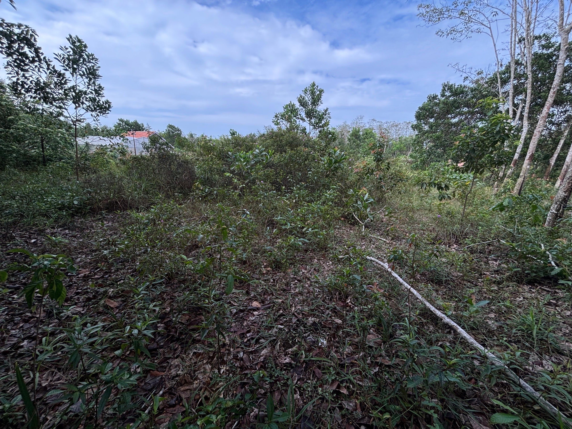 Cambai, Kota Prabumulih, Sumatera Selatan, Indonesia
